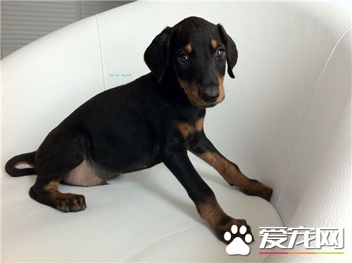 杜賓犬聽話嗎 杜賓犬是比較聽話的狗狗