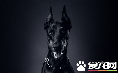 杜賓犬聽話嗎 杜賓犬是比較聽話的狗狗