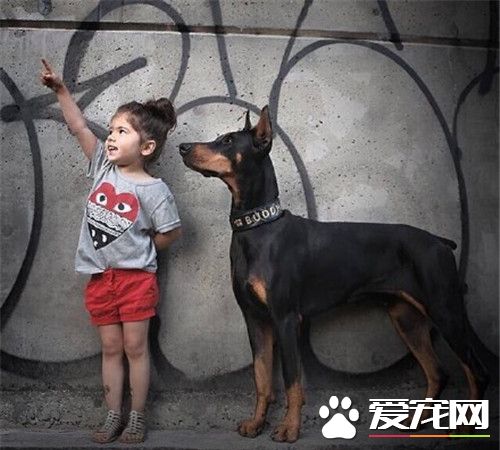 杜賓犬聽話嗎 杜賓犬是比較聽話的狗狗