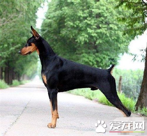 杜賓犬體重 成年後可以達到30到40公斤