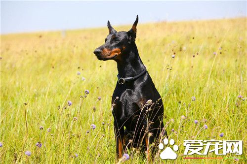 杜賓犬體味程度 杜賓犬的體味程度是很大的