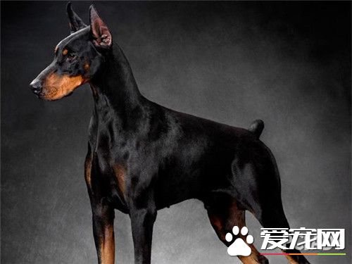 杜賓犬體重 成年後可以達到30到40公斤