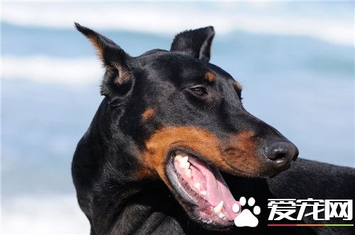 杜賓犬體味程度 杜賓犬的體味程度是很大的