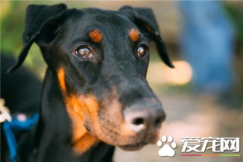 杜賓犬特性 杜賓犬對外界環境變化十分敏感