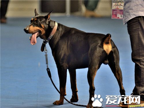 杜賓犬體味程度 杜賓犬的體味程度是很大的