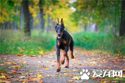 杜賓犬特性 杜賓犬對外界環境變化十分敏感