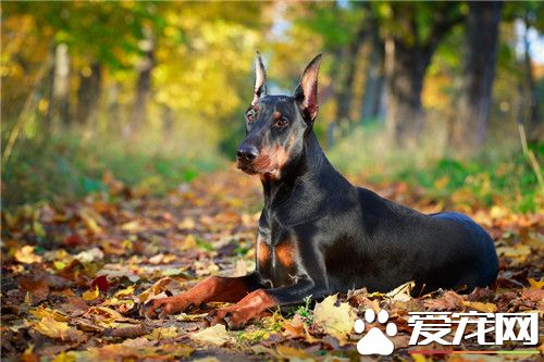 杜賓犬特性 杜賓犬對外界環境變化十分敏感