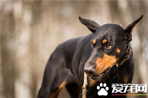 杜賓犬壽命 杜賓犬的壽命為10到14年