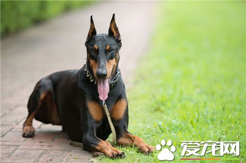 杜賓犬壽命 杜賓犬的壽命為10到14年