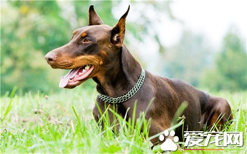 杜賓犬身高 杜賓犬身高為66到71厘米