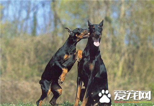 杜賓犬智商排名 杜賓犬智商在狗狗中排第5名