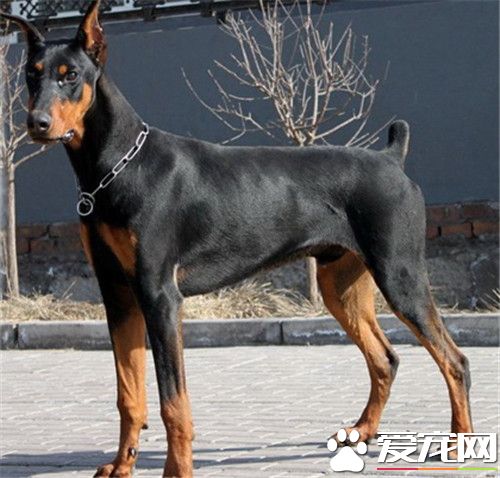 杜賓犬智商排名 杜賓犬智商在狗狗中排第5名