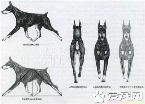 杜賓犬智商排名 杜賓犬智商在狗狗中排第5名