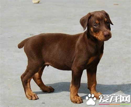 杜賓犬的優點和缺點 杜賓犬機敏反應更快