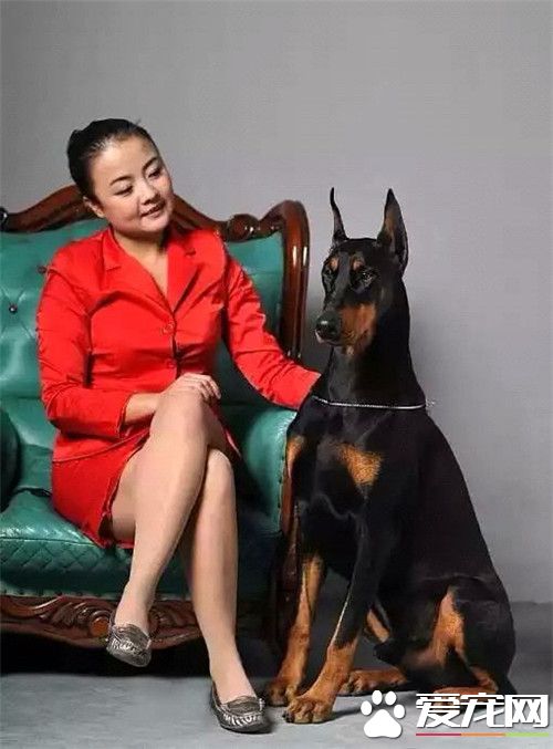 杜賓犬的優點和缺點 杜賓犬機敏反應更快