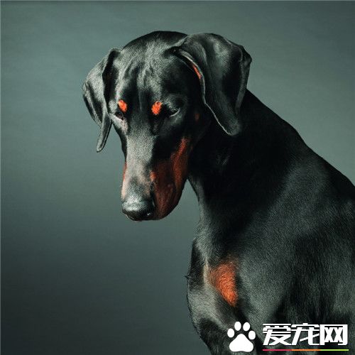杜賓犬的優點和缺點 杜賓犬機敏反應更快