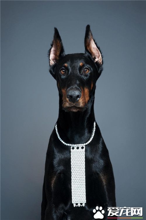 杜賓犬的用途 杜賓犬常被用作護衛及警犬
