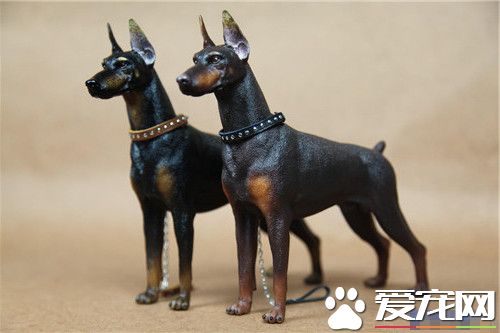 杜賓犬吃多少 杜賓犬的食量及喂養方法