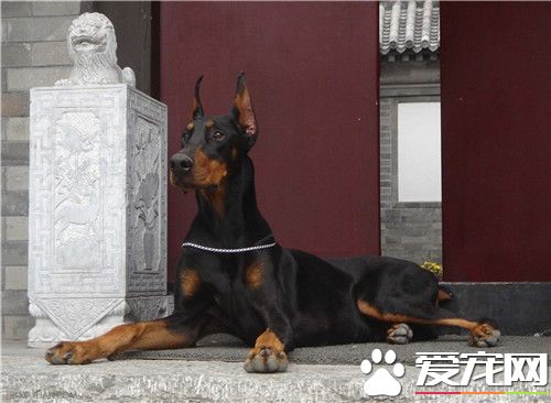 杜賓犬吃多少 杜賓犬的食量及喂養方法