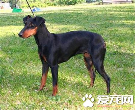 曼徹斯特梗大小 雄性曼徹斯特梗體重7.5到8公斤