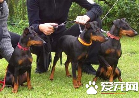 曼徹斯特梗聰明嗎 曼徹斯特梗還是蠻聰明的