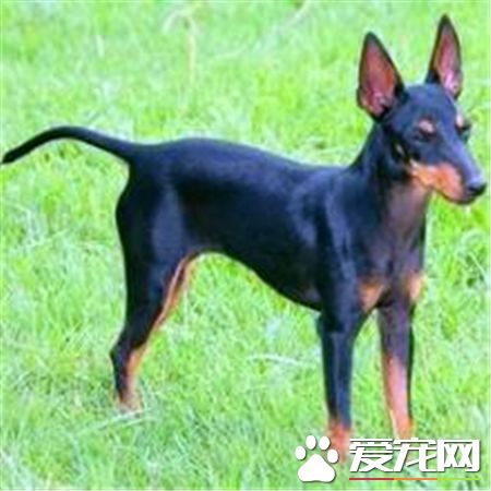 曼徹斯特梗聰明嗎 曼徹斯特梗還是蠻聰明的