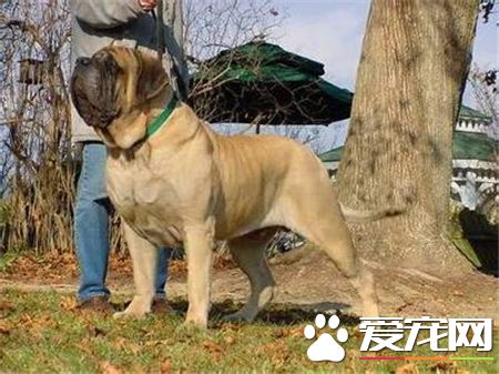 馬士提夫犬與大丹哪個高 這兩種狗身高差不多