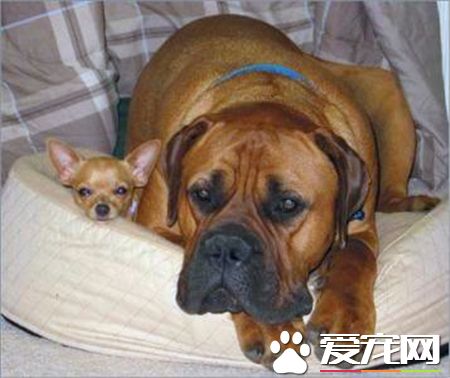 馬士提夫犬與大丹哪個高 這兩種狗身高差不多