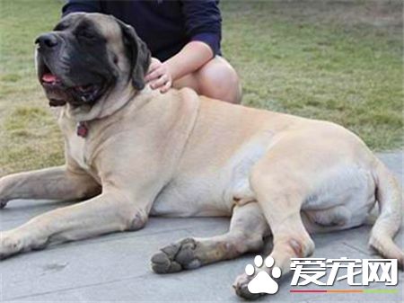 馬士提夫犬與大丹哪個高 這兩種狗身高差不多
