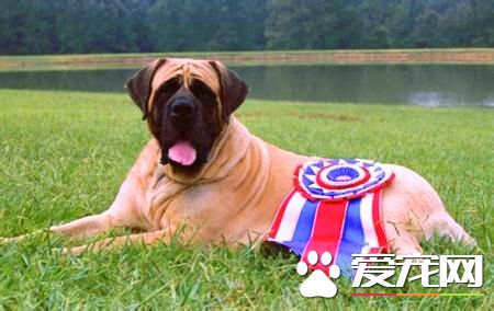 馬士提夫犬和大丹犬相同嗎 是兩種不同的品種