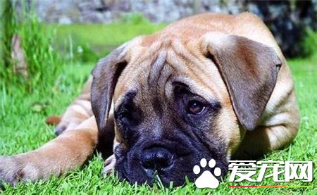 馬士提夫犬多大 馬士提夫屬於超大型獒犬