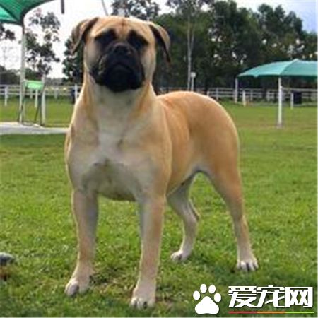 馬士提夫犬多大 馬士提夫屬於超大型獒犬