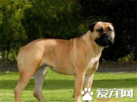馬士提夫犬的習性 馬士提夫犬沉穩和善忠實
