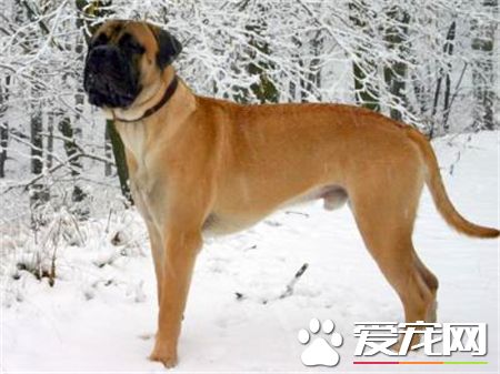 馬士提夫犬的習性 馬士提夫犬沉穩和善忠實
