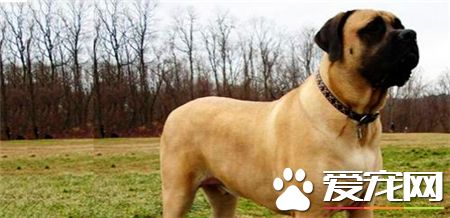 馬士提夫犬的習性 馬士提夫犬沉穩和善忠實