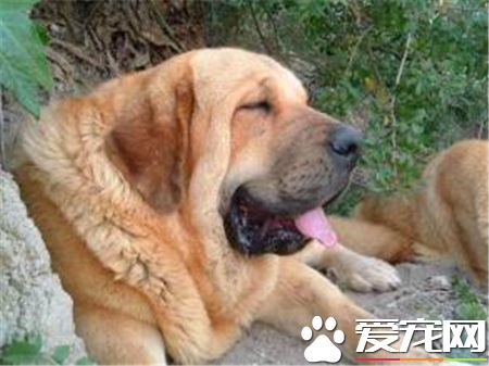馬士提夫犬打架厲害嗎 馬士提夫犬打架很厲害