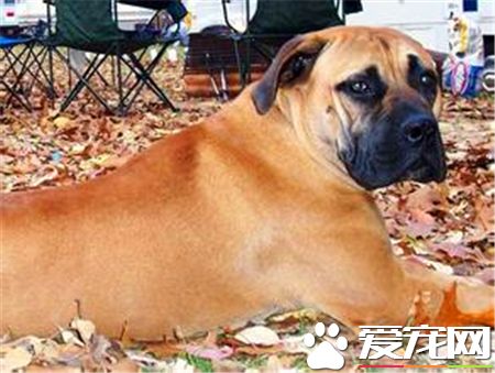 馬士提夫犬打架厲害嗎 馬士提夫犬打架很厲害