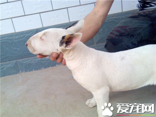 牛頭梗幼犬吃什麼狗糧 如何才能正確的喂養