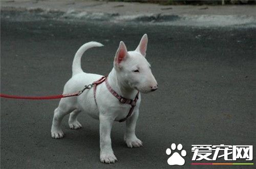 牛頭梗幼犬吃什麼狗糧 如何才能正確的喂養