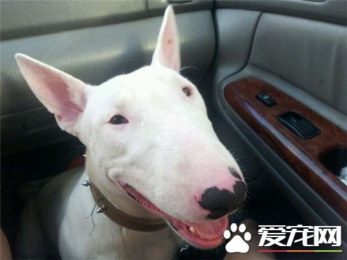 牛頭梗幼犬吃什麼狗糧 如何才能正確的喂養