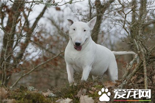 牛頭梗相當於幾歲小孩智商 相當於3歲小孩