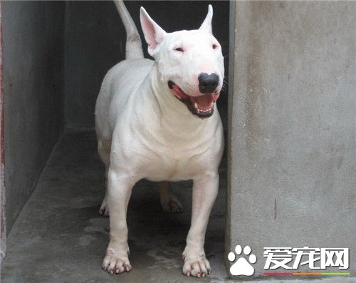 牛頭梗為什麼很少人養 牛頭梗精力過於旺盛