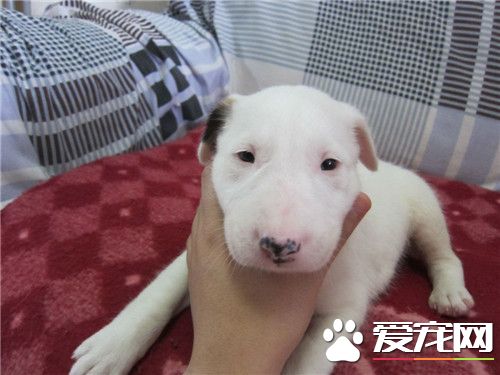 牛頭梗相當於幾歲小孩智商 相當於3歲小孩