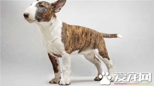牛頭梗挑食嗎 牛頭梗的飼養非常容易