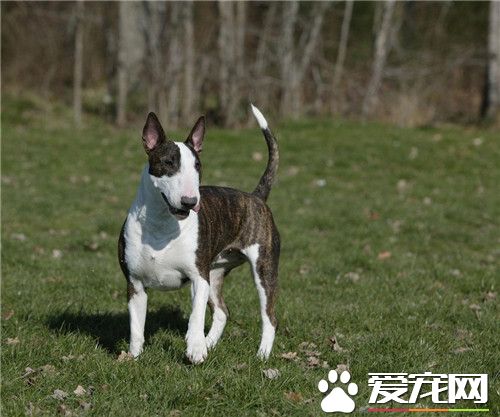 牛頭梗為什麼很少人養 牛頭梗精力過於旺盛