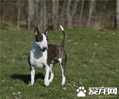 牛頭梗耐寒還是耐熱 牛頭梗是短毛狗特別怕冷