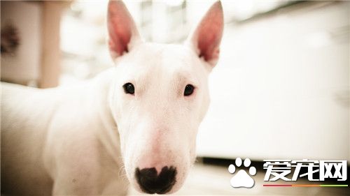 牛頭梗亂咬家具嗎 牛頭梗喜歡亂咬東西的原因