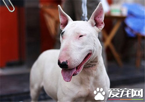牛頭梗亂咬家具嗎 牛頭梗喜歡亂咬東西的原因