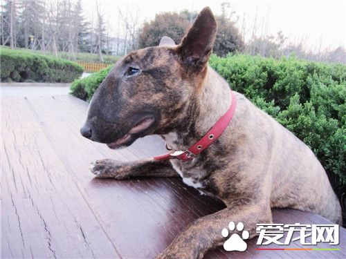 牛頭梗亂叫嗎 牛頭梗是很喜歡叫的狗狗