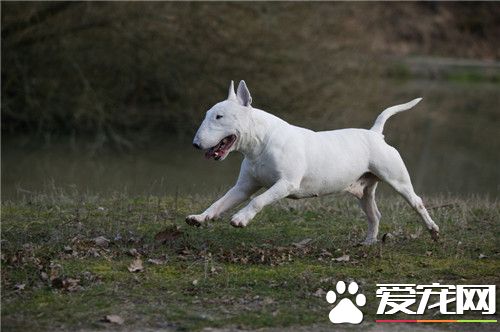 牛頭梗亂咬家具嗎 牛頭梗喜歡亂咬東西的原因